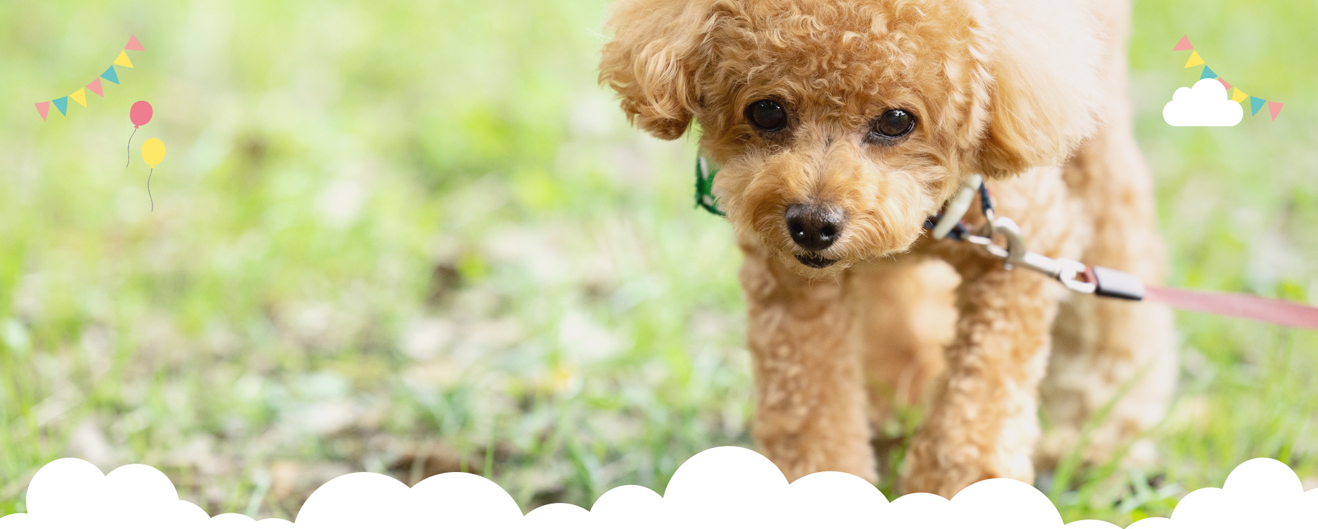 トリミング・ケア・サロン Lovely Dog