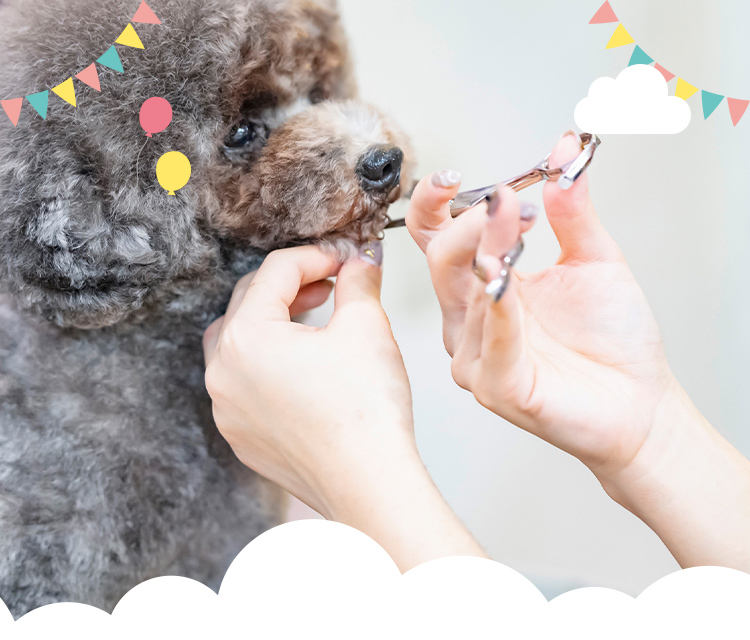 トリミング・ケア・サロン Lovely Dog