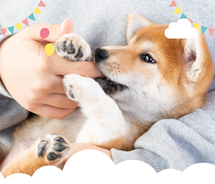 トリミング・ケア・サロンLovely Dog