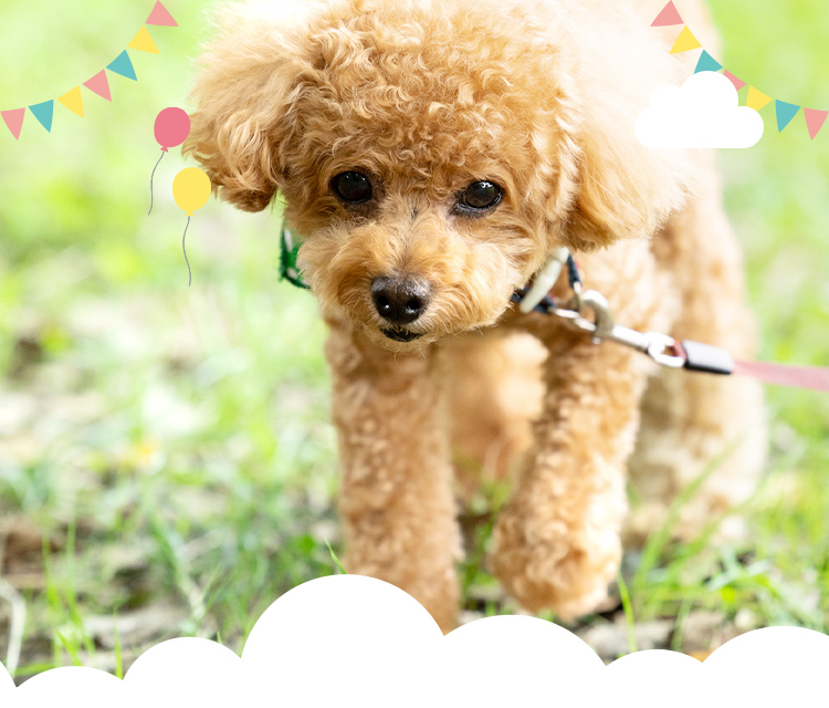 トリミング・ケア・サロン Lovely Dog
